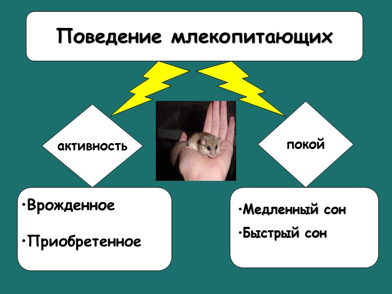 Бодрствование Медленный сон Быстрый сон активность покой Медленный сон Быстрый сон  Врожденное 